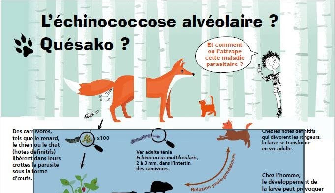 PRÉVENTION | L’échinococcose alvéolaire : une maladie parasitaire silencieuse mais grave
