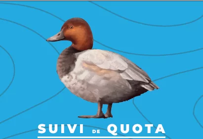 La chasse du fuligule milouin | NOUVEAUTÉ