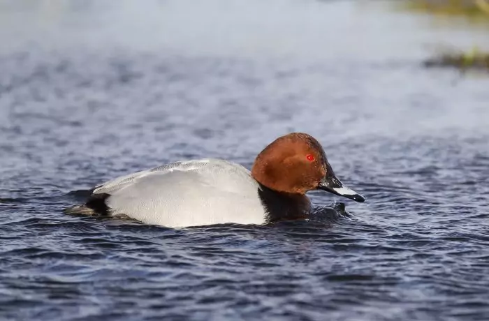 Collecte d’ailes de Fuligule milouin : appel à participation des chasseurs