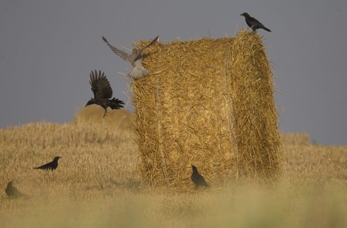 La chasse et la destruction des corvidés