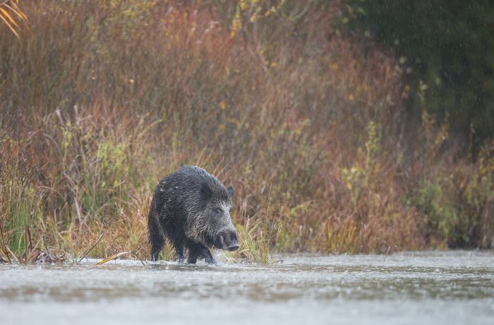 Sécheresse : rappel des règles concernant l’abreuvement des sangliers sauvages