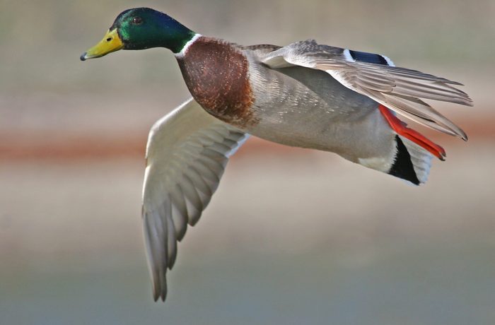 L’ouverture des canards en Côte-d’Or !