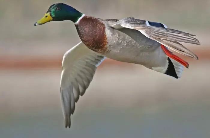 L’ouverture des canards en Côte-d’Or !