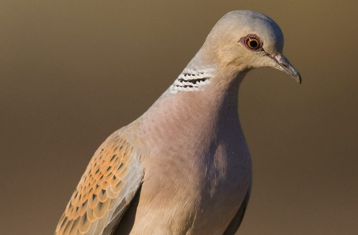 Chasse de la Tourterelle des bois, dans l’attente de l’arrêté d’ouverture :